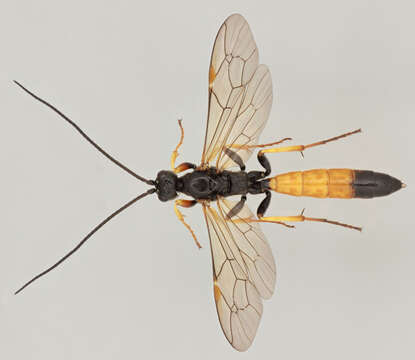 Image of Alomya semiflava Stephens 1835