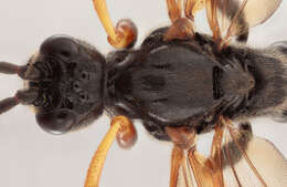 Image of Alomya semiflava Stephens 1835