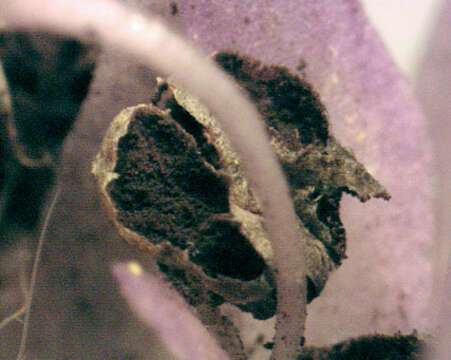 صورة Microbotryum flosculorum (DC.) Vánky 1998