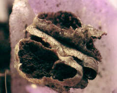 صورة Microbotryum flosculorum (DC.) Vánky 1998