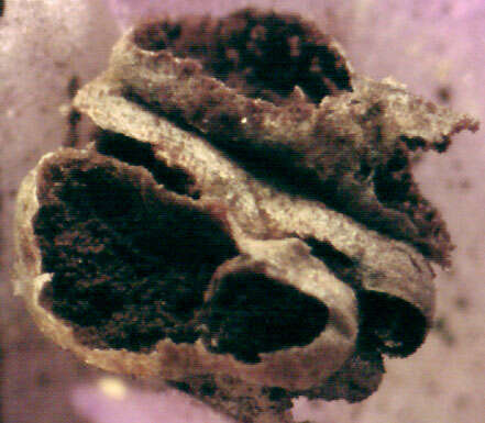 صورة Microbotryum flosculorum (DC.) Vánky 1998