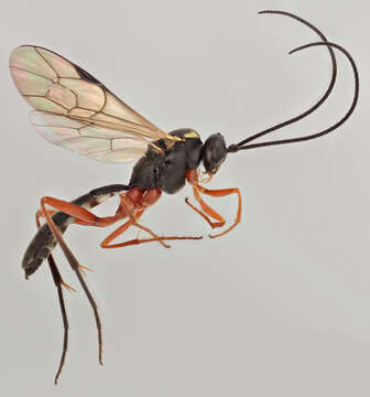 Image of Cryptopimpla calceolata (Gravenhorst 1829)