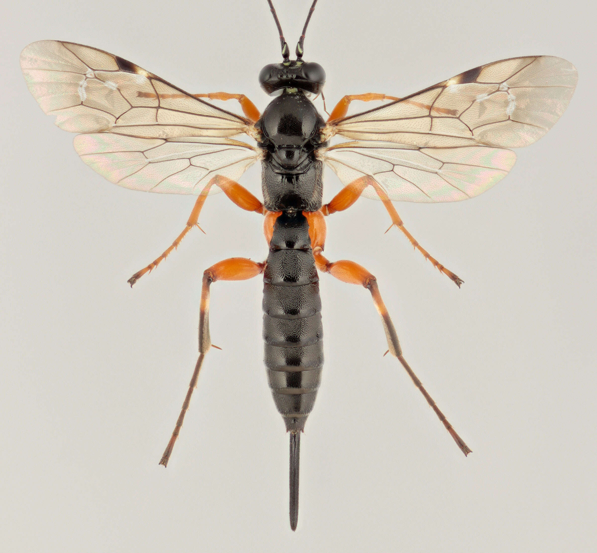 Image of Pimpla spuria Gravenhorst 1829