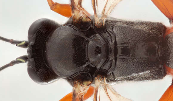 Image of Pimpla spuria Gravenhorst 1829