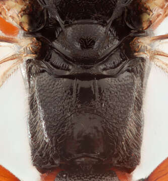 Image of Pimpla spuria Gravenhorst 1829