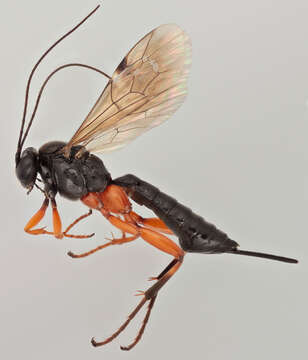 Image of Pimpla spuria Gravenhorst 1829