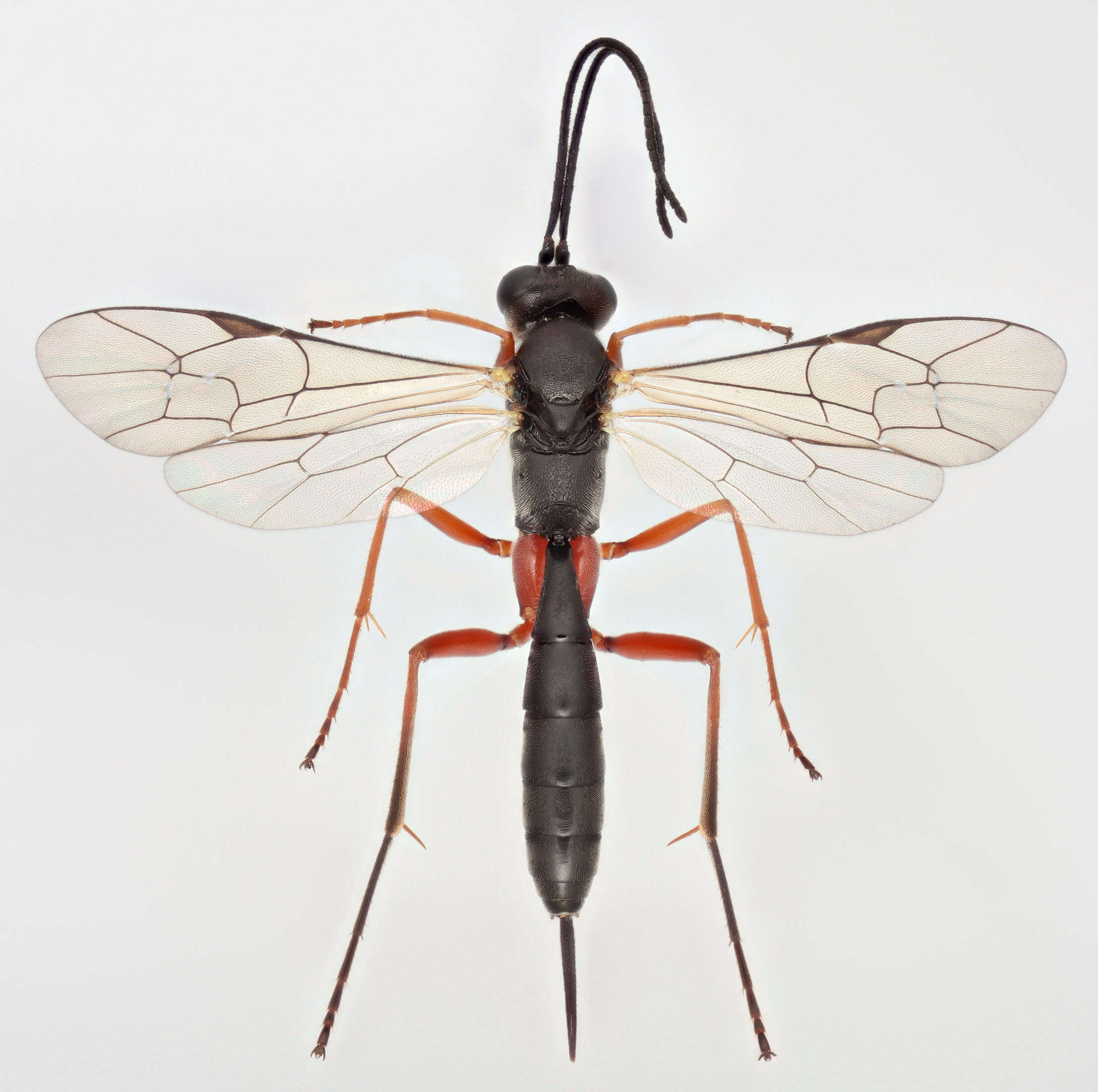 Image of Cryptopimpla calceolata (Gravenhorst 1829)