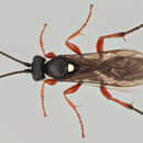 Image of Virgichneumon albosignatus (Gravenhorst 1829)