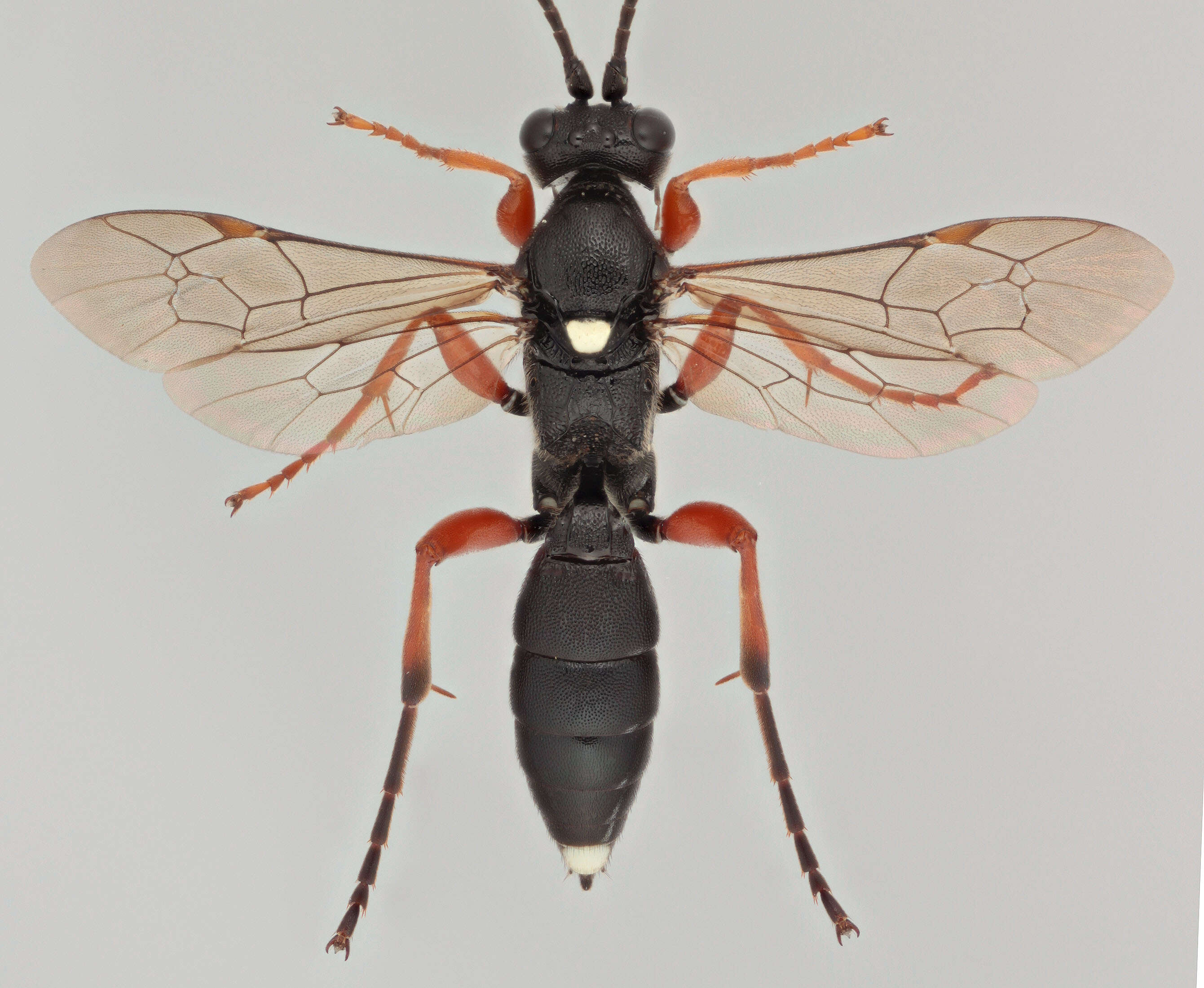 Image of Virgichneumon albosignatus (Gravenhorst 1829)