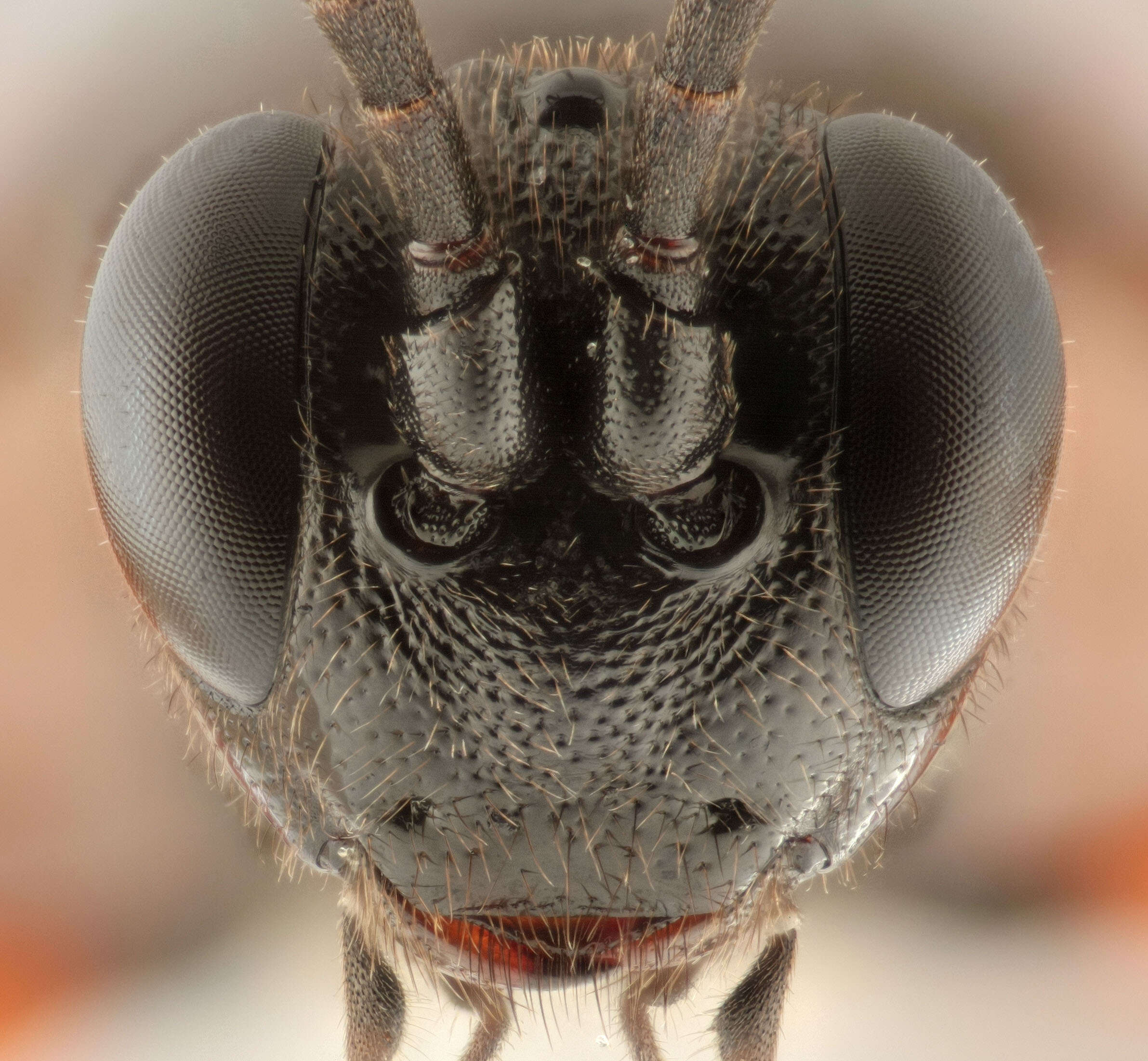 Image of Virgichneumon albosignatus (Gravenhorst 1829)