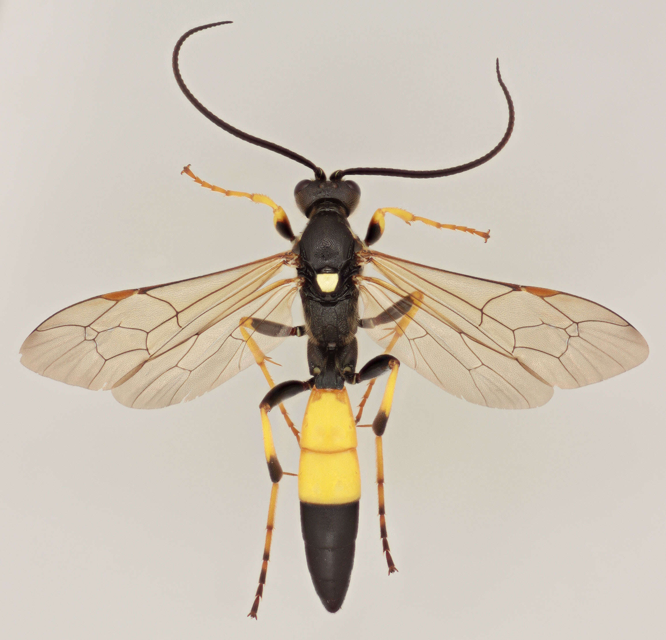 Image of Ichneumon bucculentus Wesmael 1845