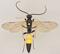 Image of Ichneumon bucculentus Wesmael 1845