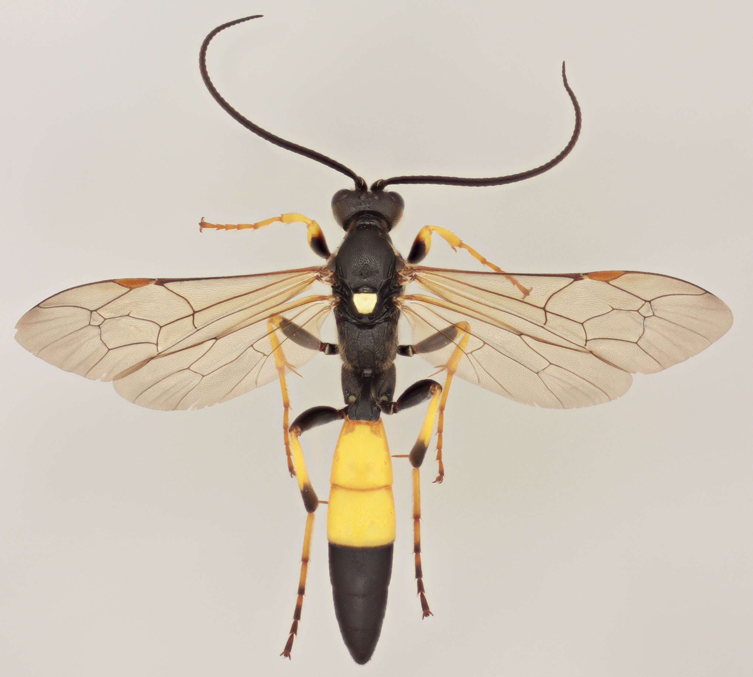 Image of Ichneumon bucculentus Wesmael 1845