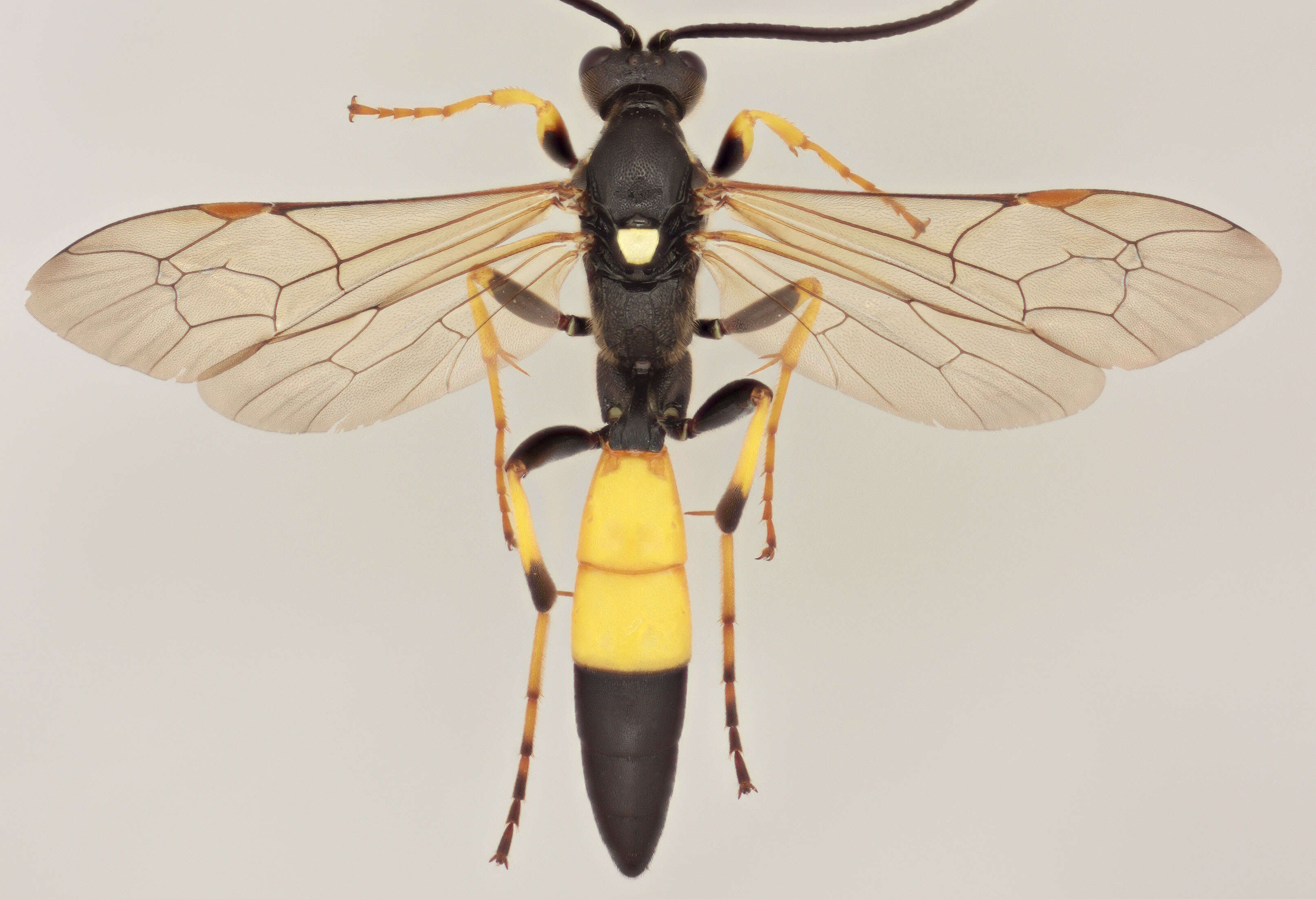 Image of Ichneumon bucculentus Wesmael 1845