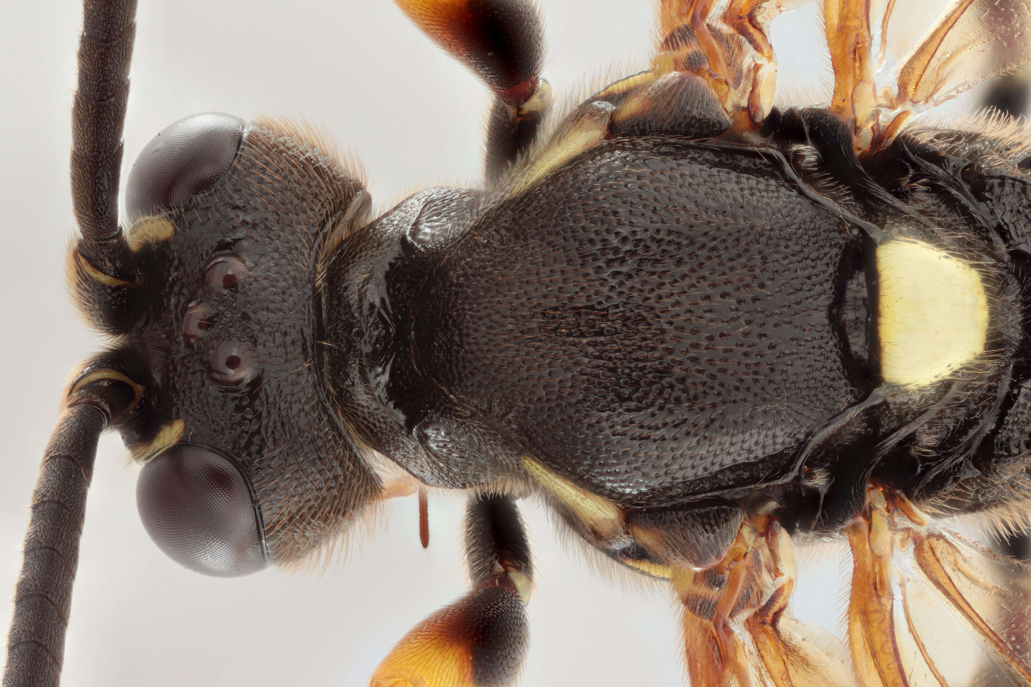 Image of Ichneumon bucculentus Wesmael 1845