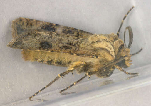 Agrotis clavis的圖片