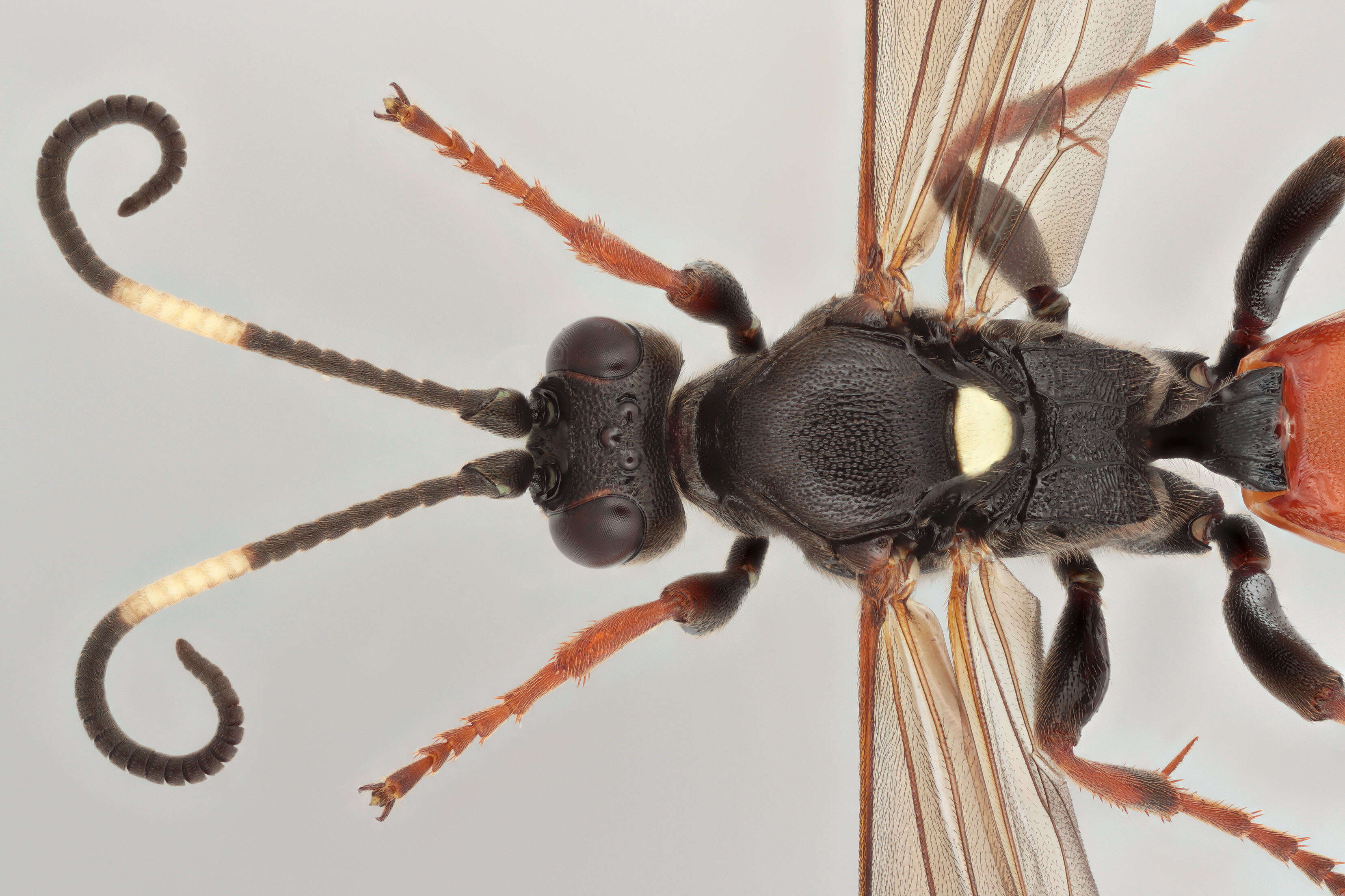 Sivun Ichneumon extensorius Linnaeus 1758 kuva