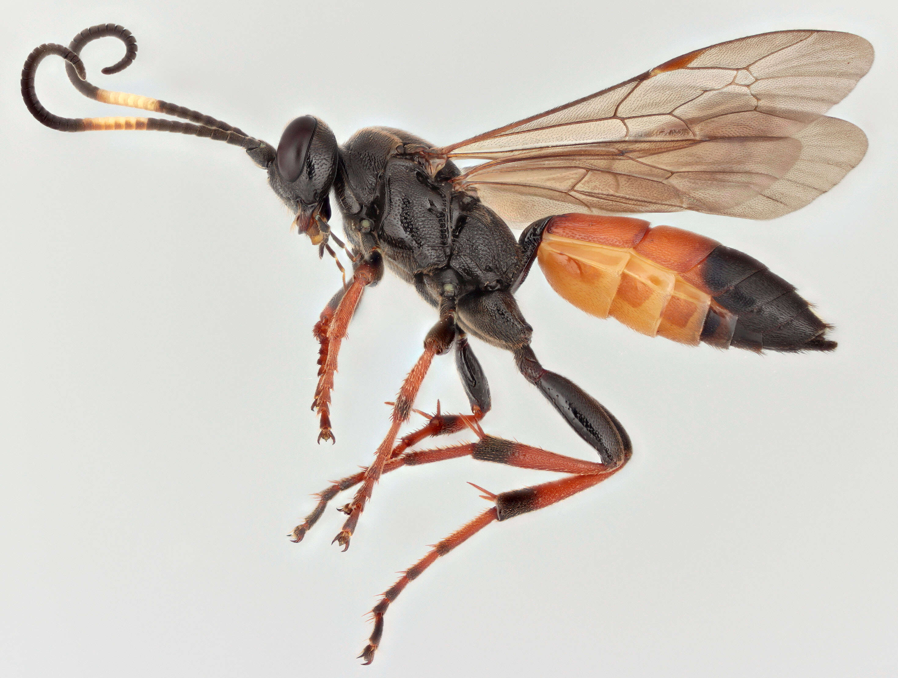 Sivun Ichneumon extensorius Linnaeus 1758 kuva