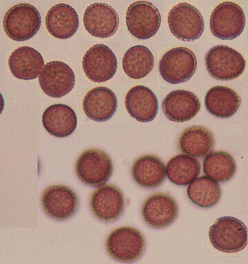 صورة Microbotryum flosculorum (DC.) Vánky 1998