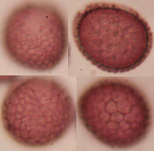 صورة Microbotryum flosculorum (DC.) Vánky 1998