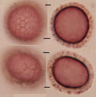 صورة Microbotryum flosculorum (DC.) Vánky 1998