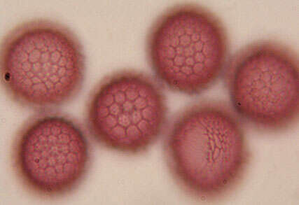 صورة Microbotryum flosculorum (DC.) Vánky 1998