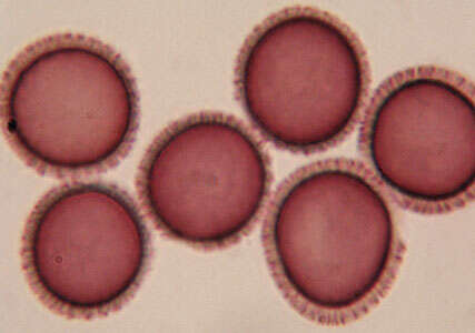 صورة Microbotryum flosculorum (DC.) Vánky 1998