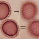 Microbotryum flosculorum (DC.) Vánky 1998 resmi