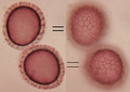 Microbotryum flosculorum (DC.) Vánky 1998 resmi