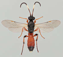 Image of Ichneumon simulans Tischbein 1873