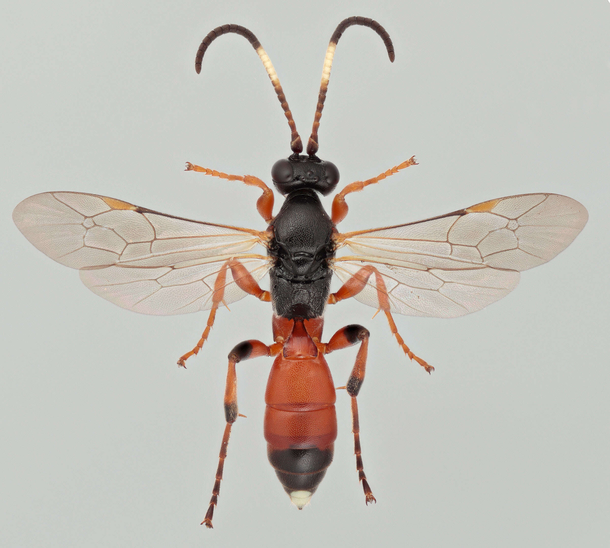 Image of Ichneumon simulans Tischbein 1873