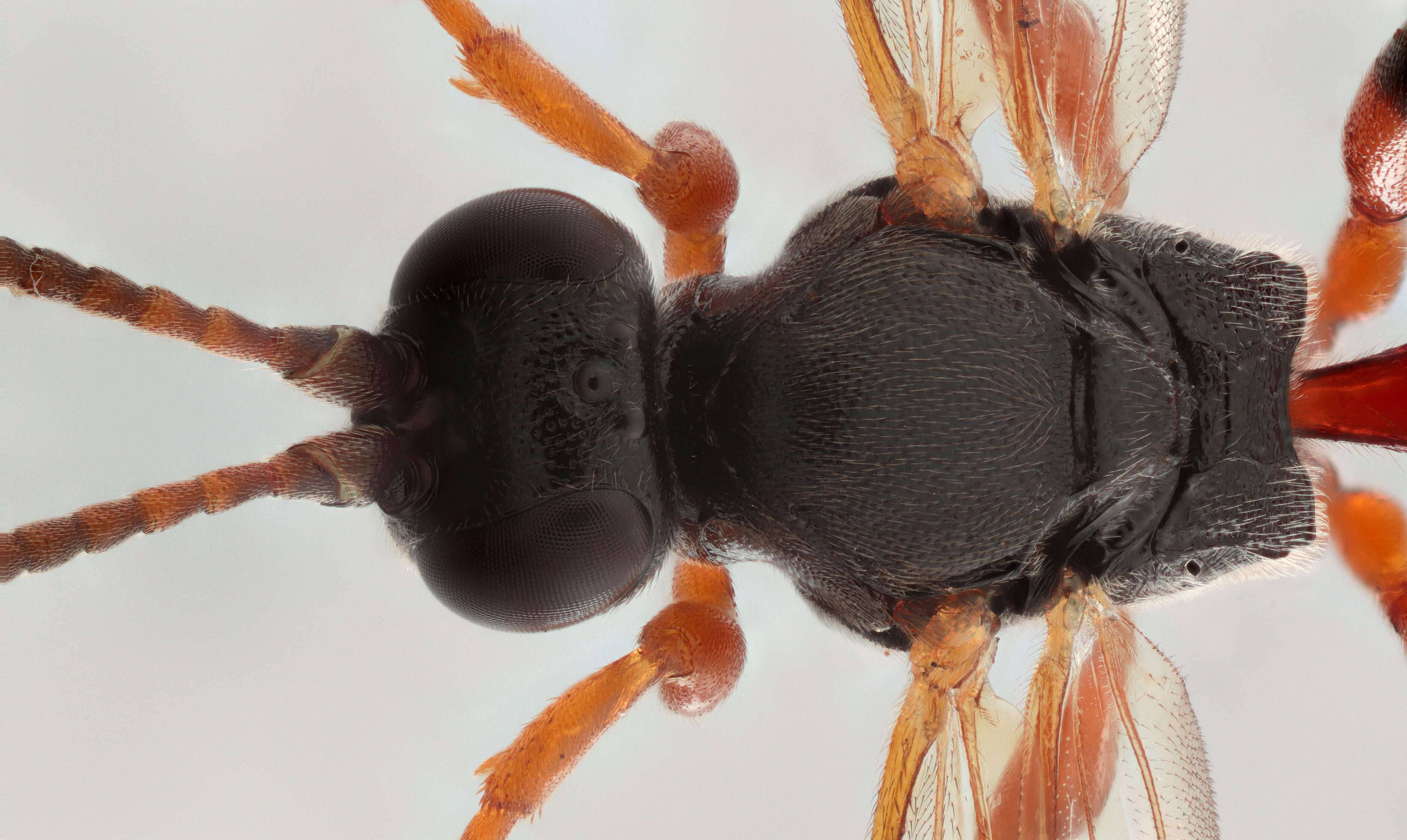 Image of Ichneumon simulans Tischbein 1873