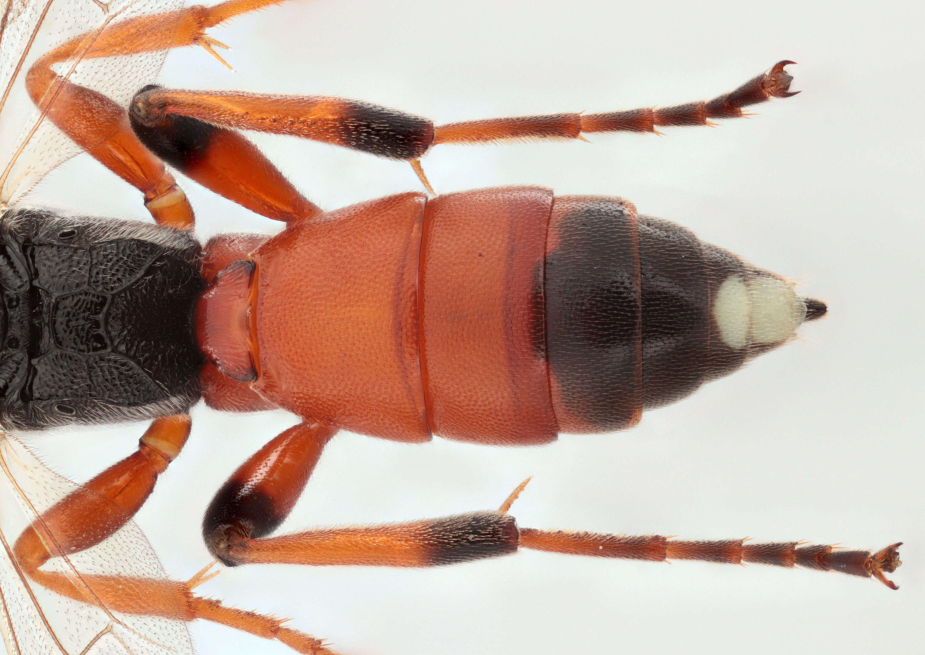 Image of Ichneumon simulans Tischbein 1873