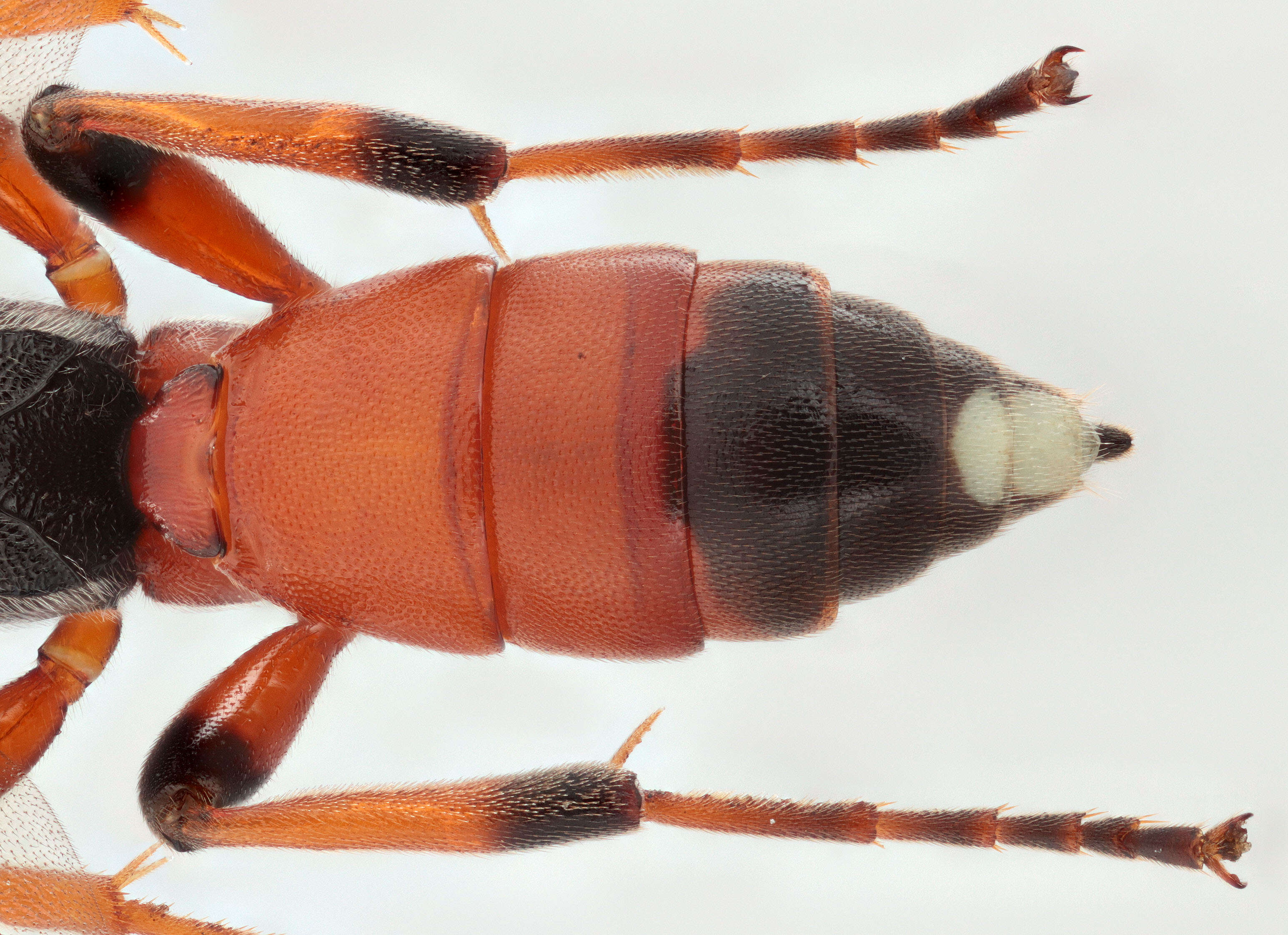 Image of Ichneumon simulans Tischbein 1873