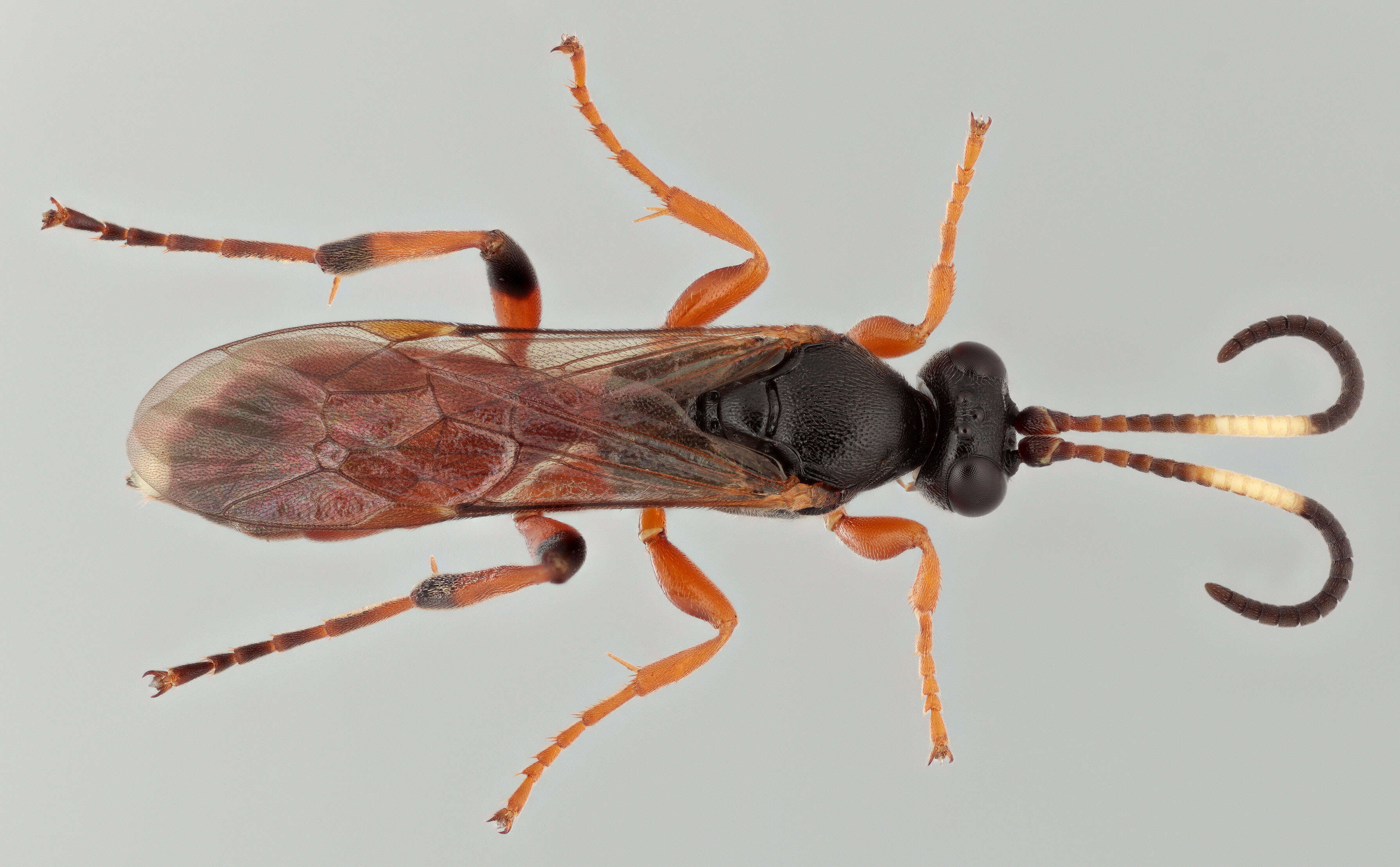 Image of Ichneumon simulans Tischbein 1873