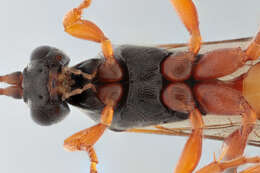 Image of Ichneumon simulans Tischbein 1873