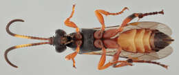 Image of Ichneumon simulans Tischbein 1873