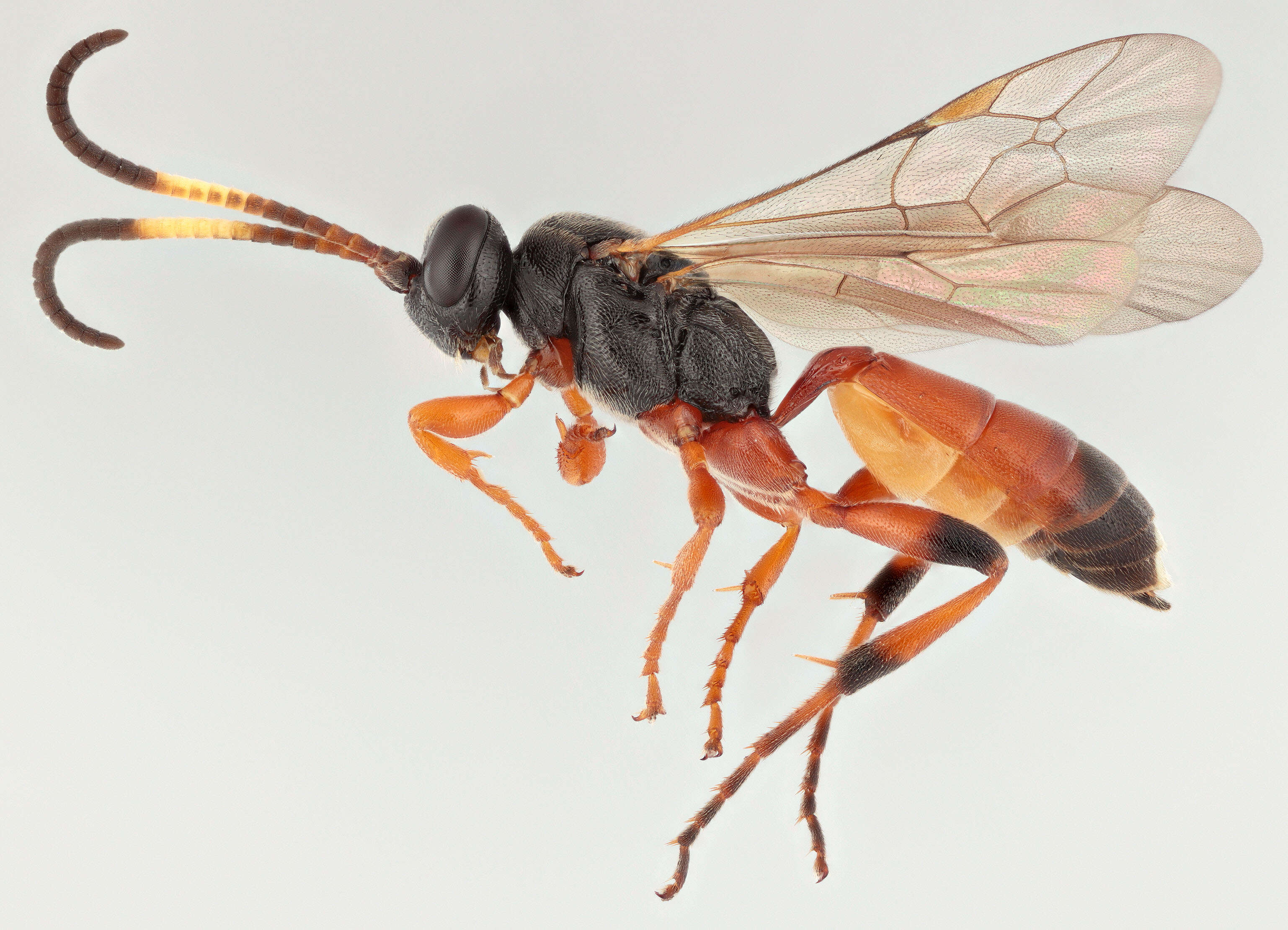 Image of Ichneumon simulans Tischbein 1873