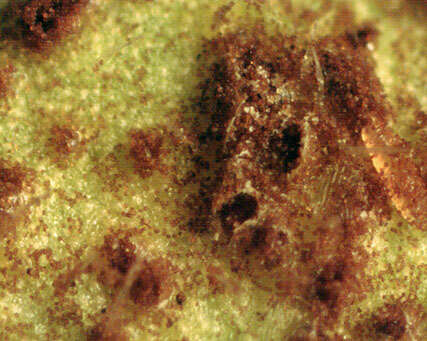 Image of Puccinia violae (Schumach.) DC. 1815