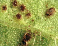 Image of Puccinia violae (Schumach.) DC. 1815