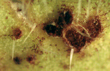 Image of Puccinia violae (Schumach.) DC. 1815