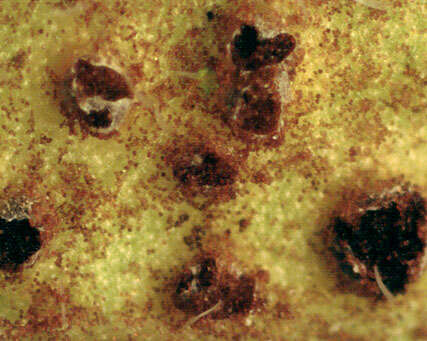 Image of Puccinia violae (Schumach.) DC. 1815