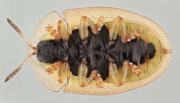 Image of Beet Beetle