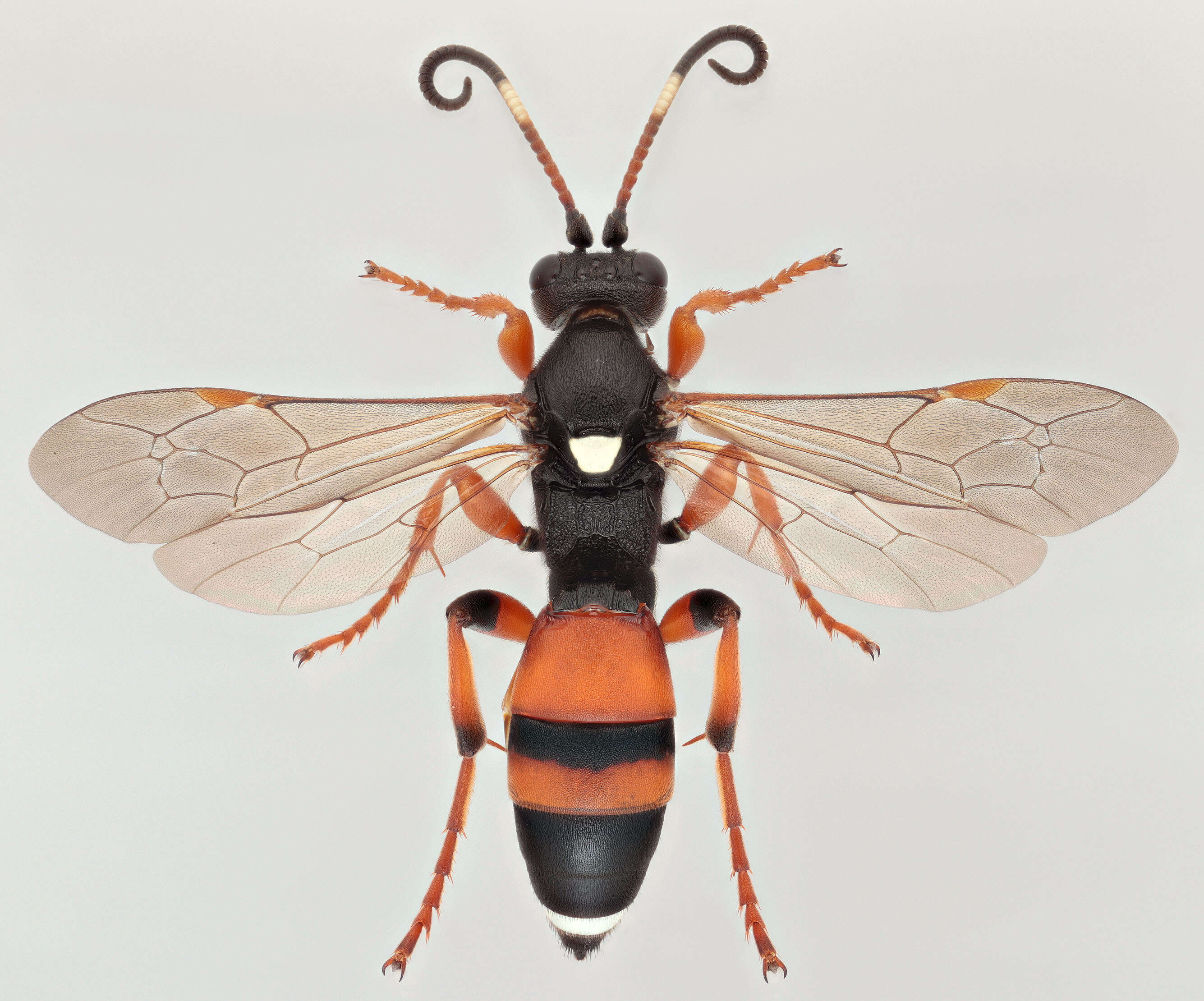 Image of Ichneumon sarcitorius Linnaeus 1758