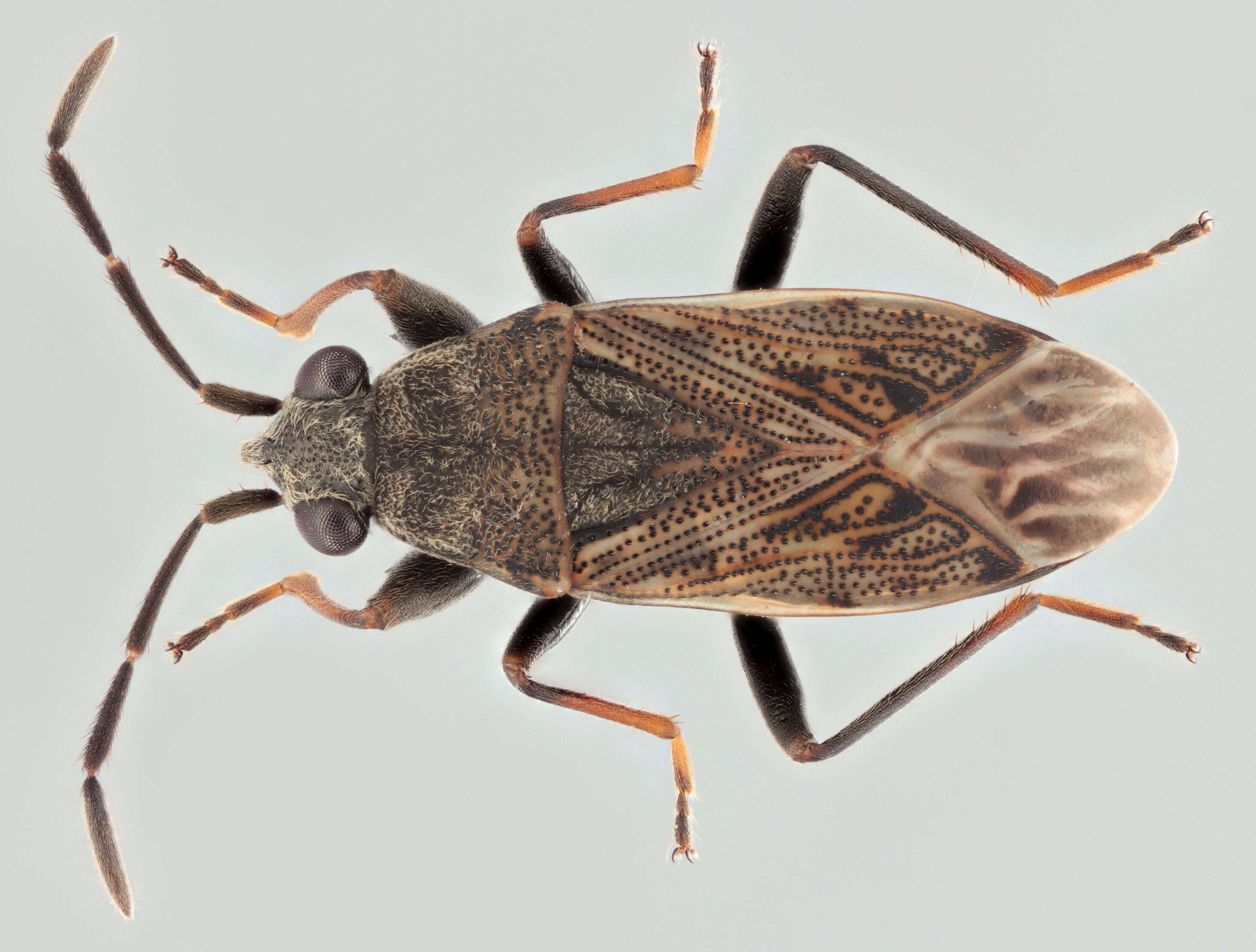 Peritrechus geniculatus (Hahn 1833) resmi