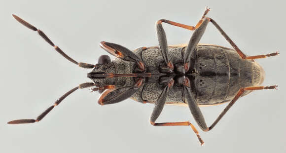 Peritrechus geniculatus (Hahn 1833) resmi