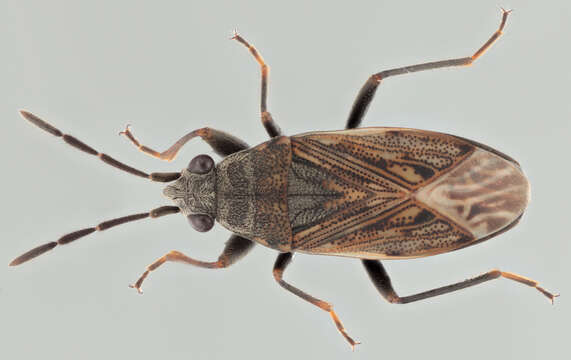 Image of Peritrechus geniculatus (Hahn 1833)