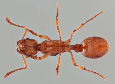 Image of Myrmica ruginodis Nylander 1846