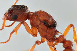 Image of Myrmica ruginodis Nylander 1846