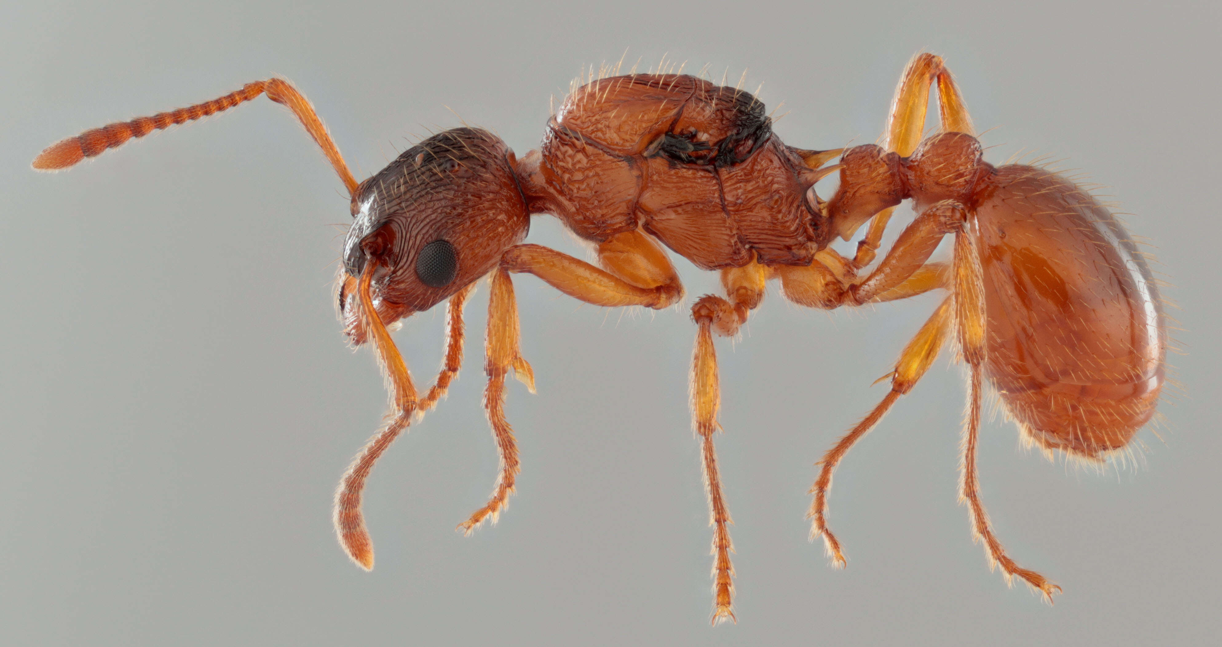 Image of Myrmica ruginodis Nylander 1846